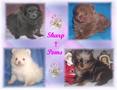 Pomeranian Weight Chart