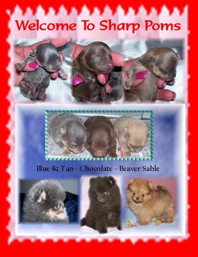 Information about breeding and whelping a litter of puppies